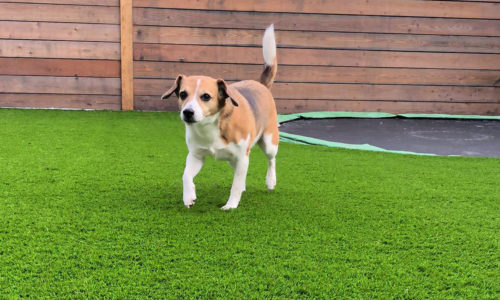 Easigrass Lancashire grass for dogs